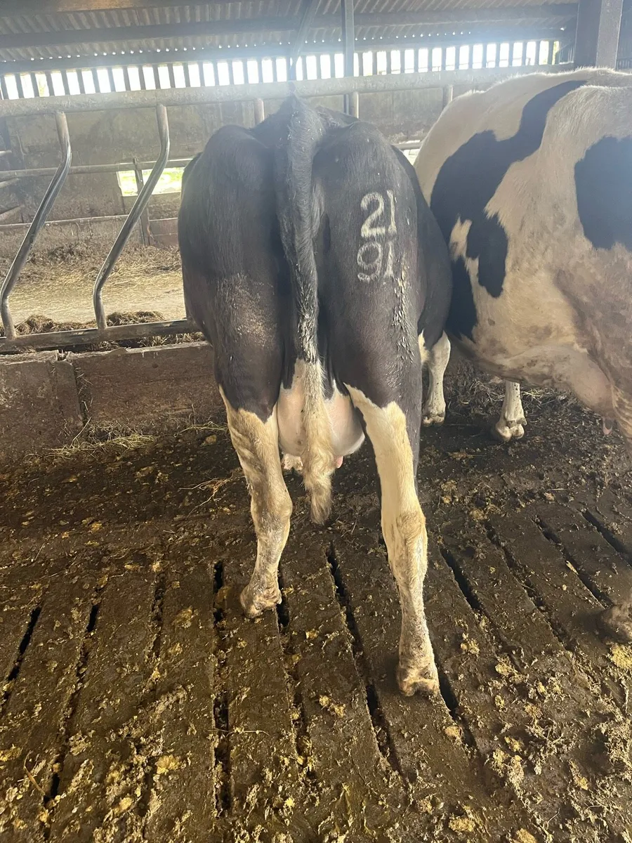 In calf cows - Image 1