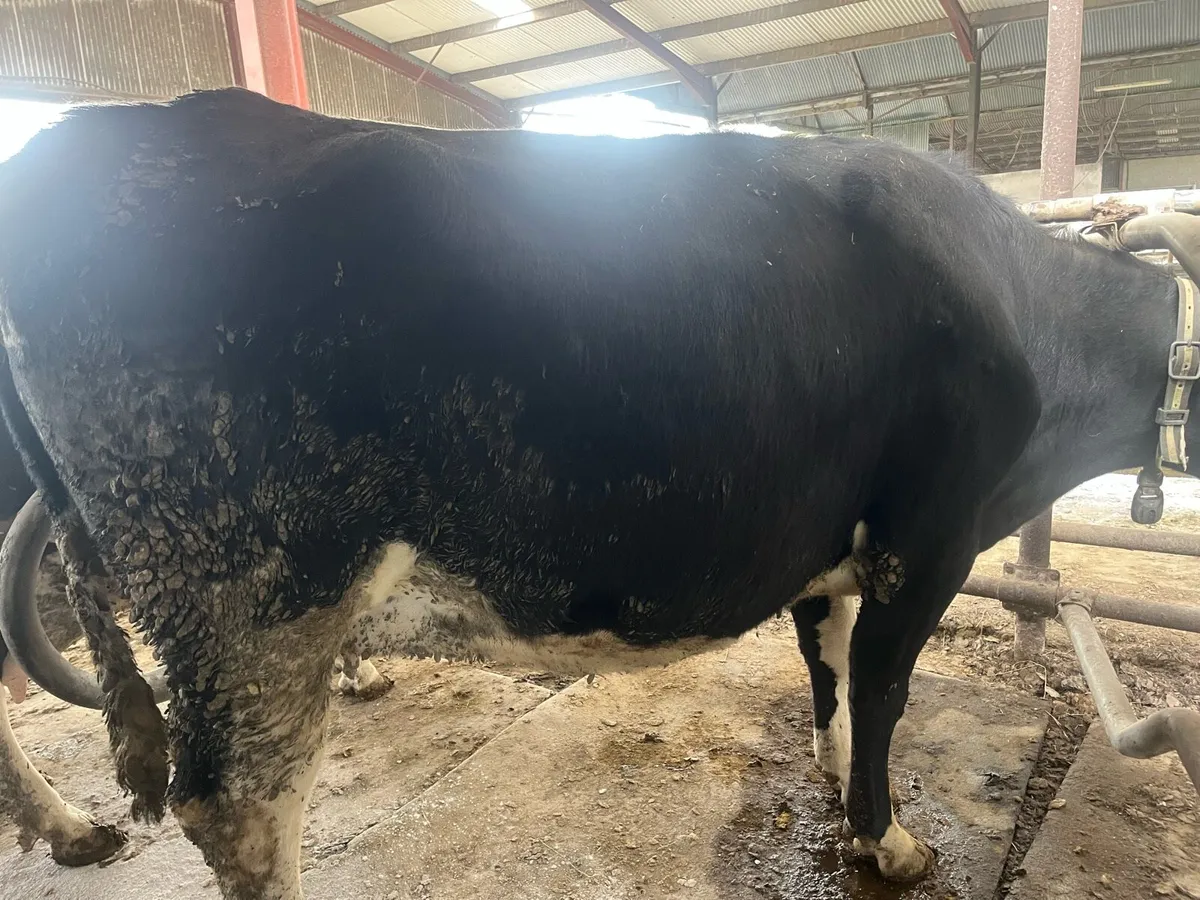 In calf cows - Image 2