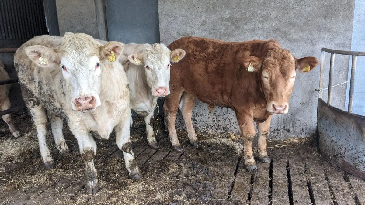 Store Bullocks - Image 1