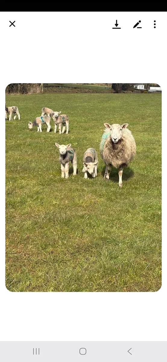 Ewes and Lambs - Image 2