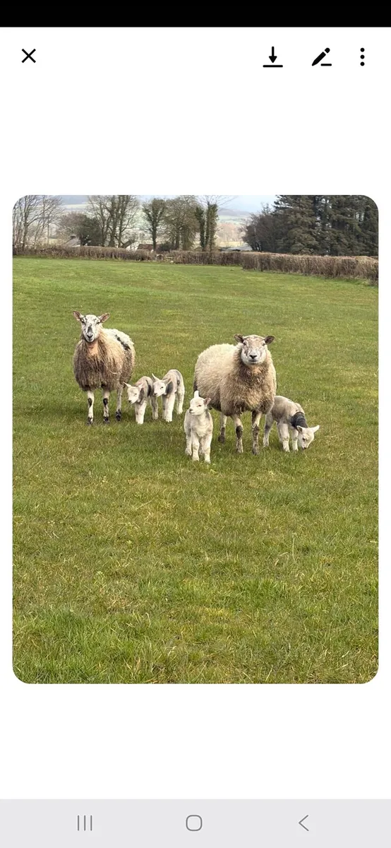 Ewes and Lambs - Image 3