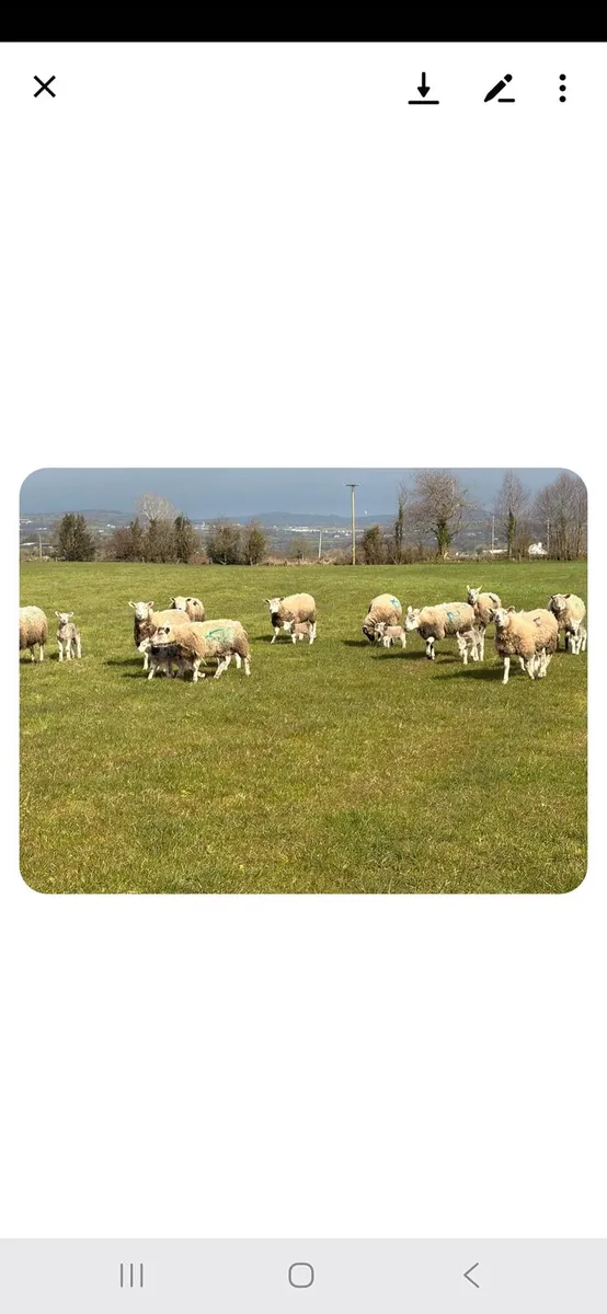 Ewes and Lambs - Image 4