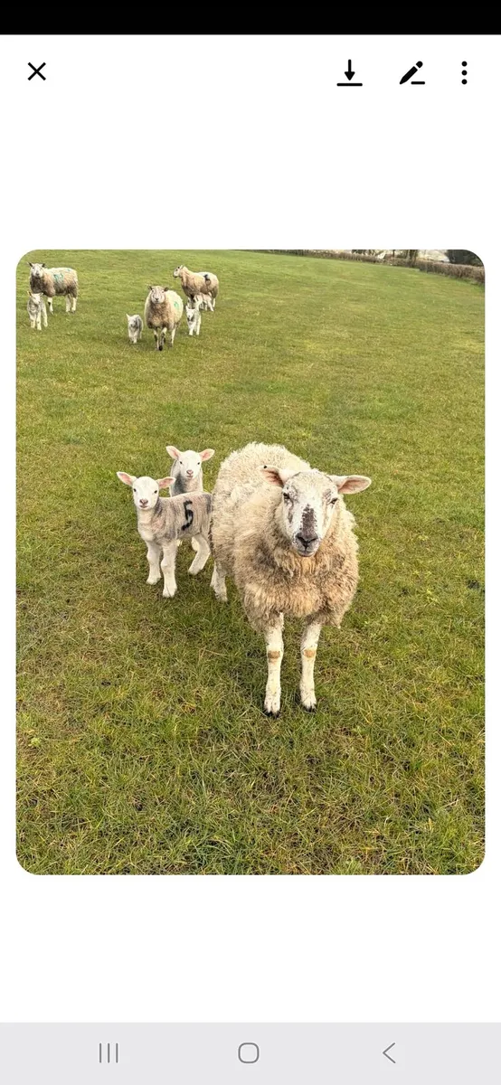 Ewes and Lambs - Image 1