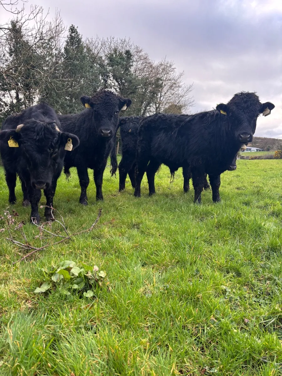 Dexter cattle - Image 1