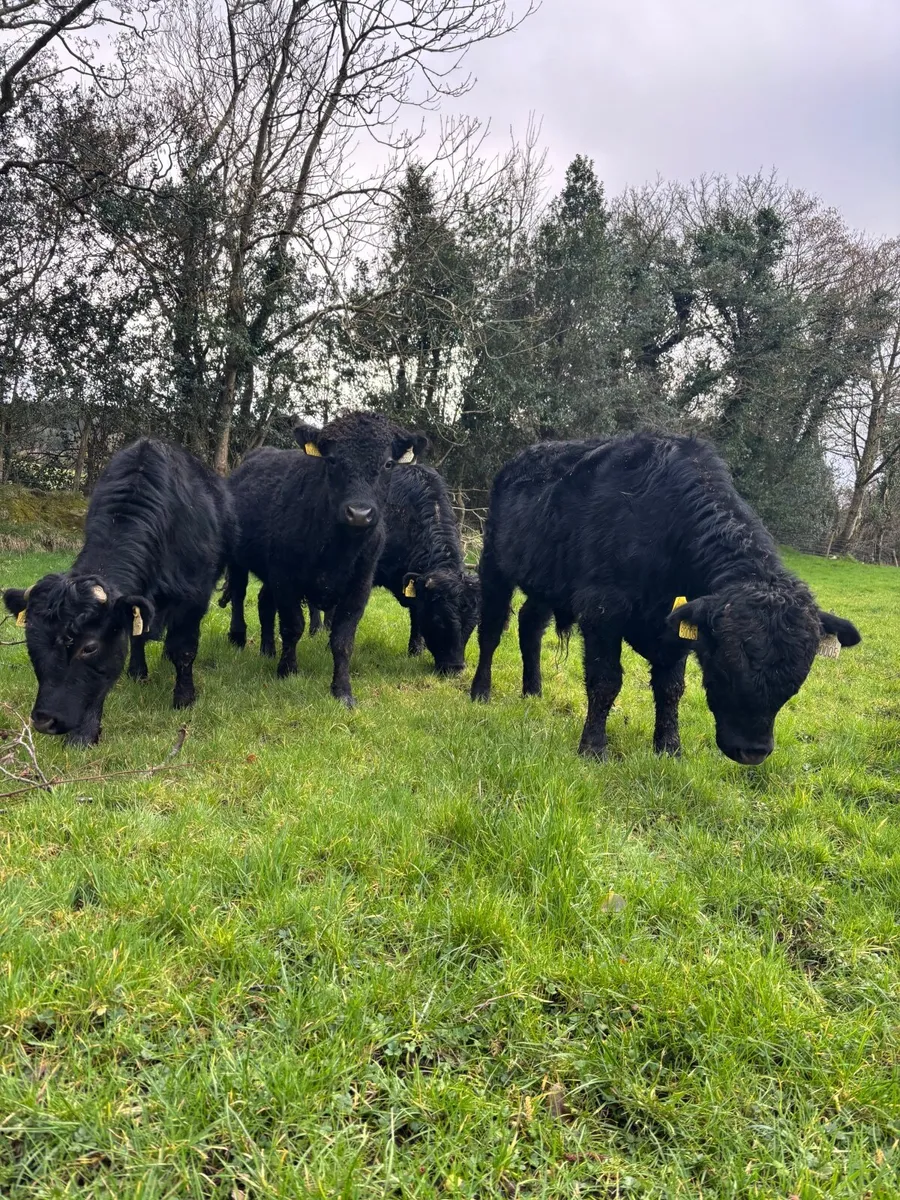 Dexter cattle - Image 2