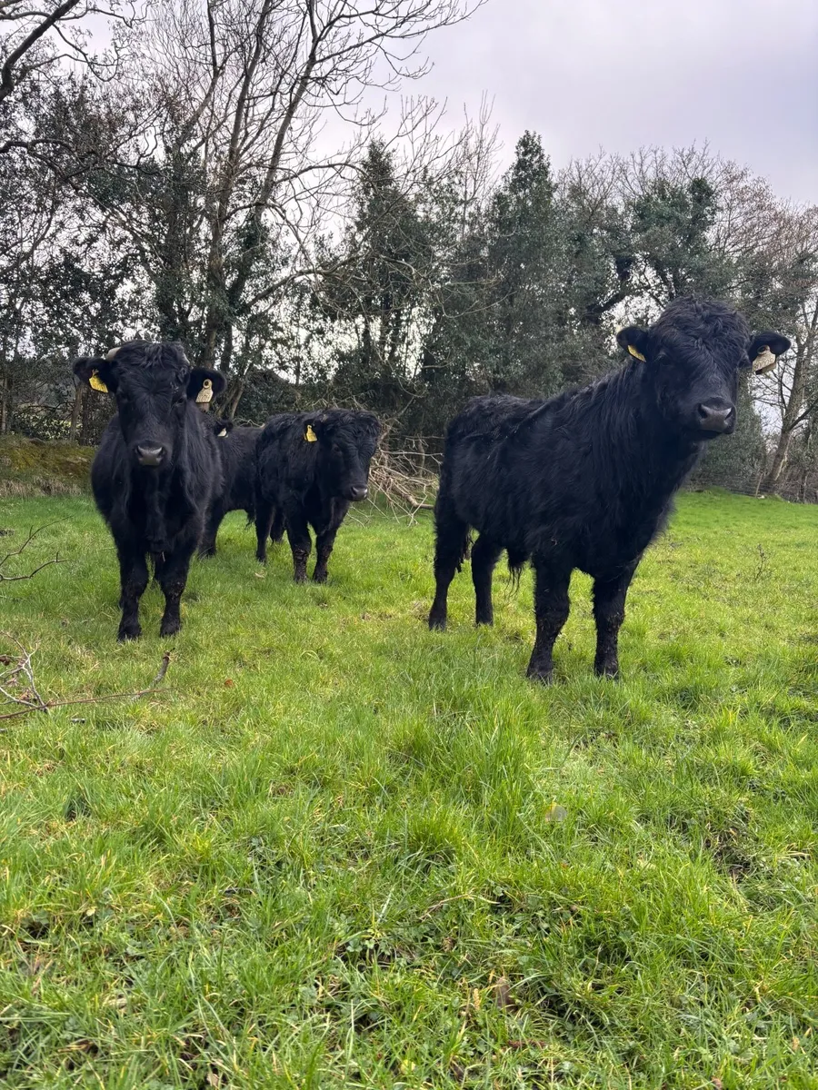 Dexter cattle - Image 3