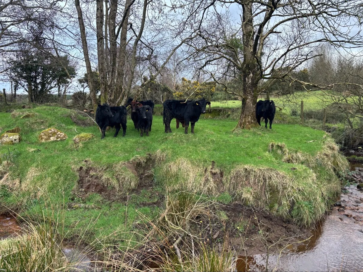 Dexter cattle - Image 4