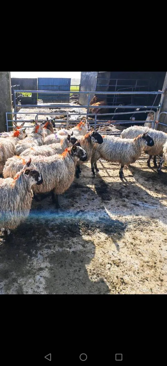 Hoggets Ewes - Image 1