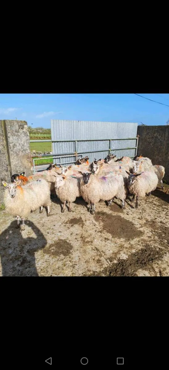 Hoggets Ewes - Image 2