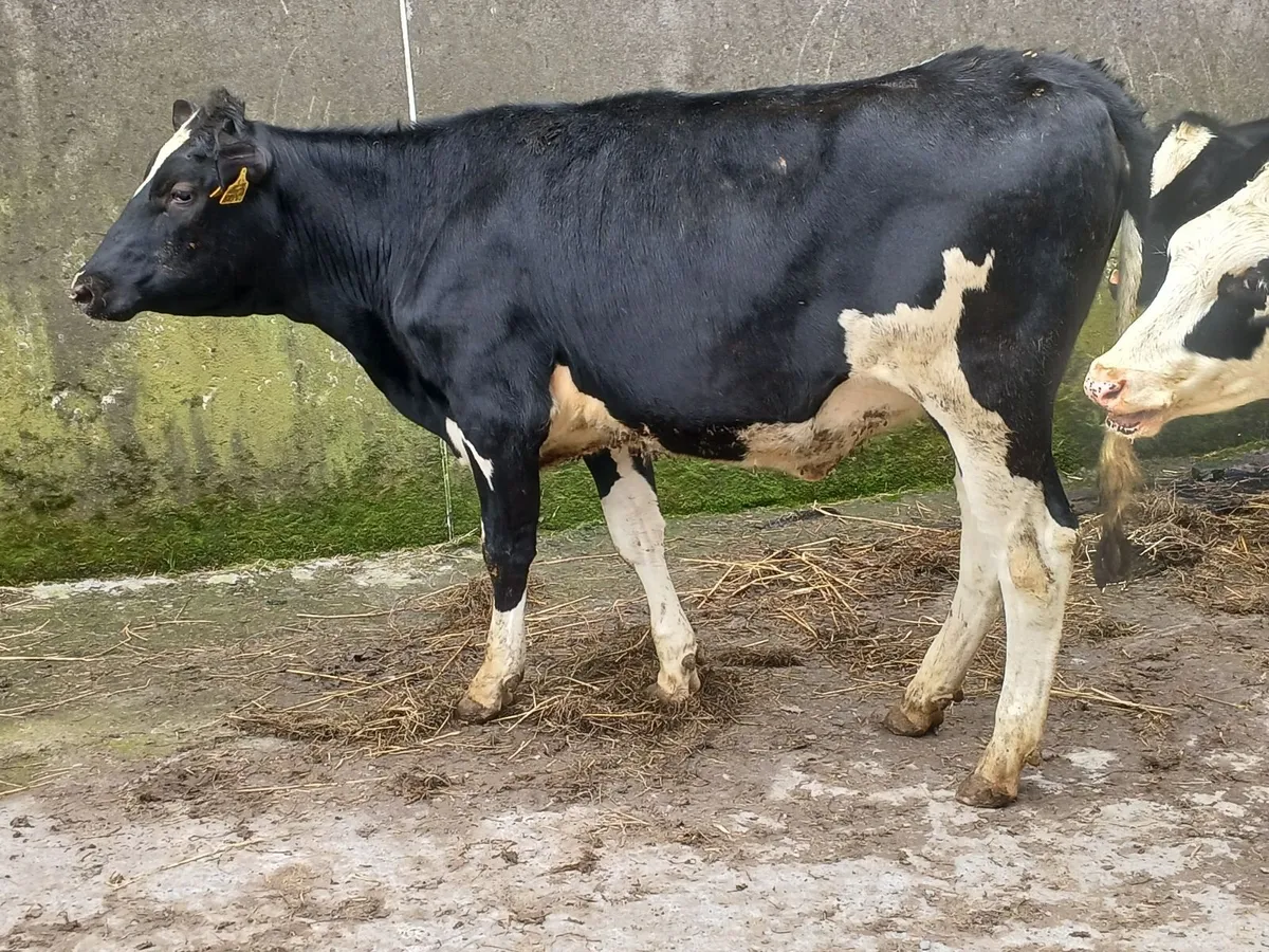 Maiden Heifers - Image 2