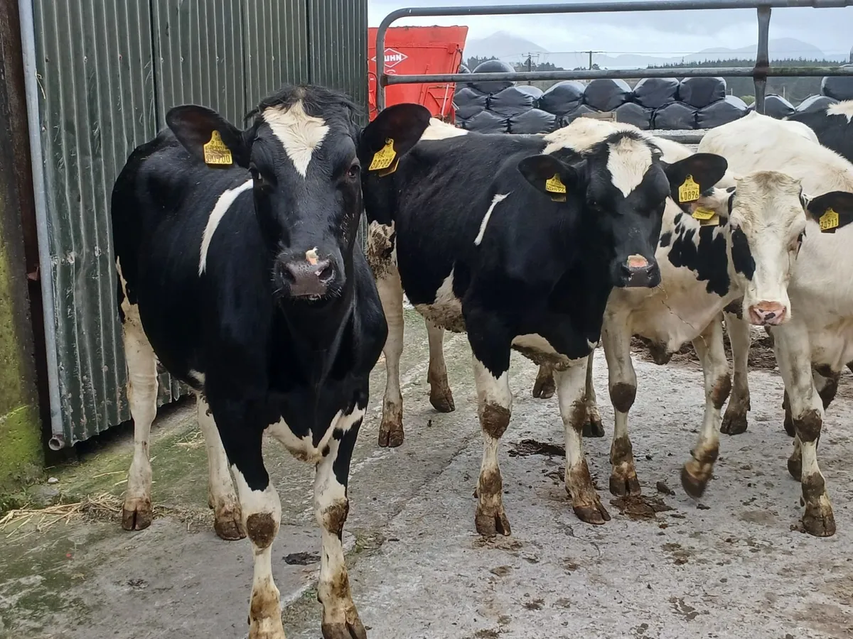 Maiden Heifers - Image 3