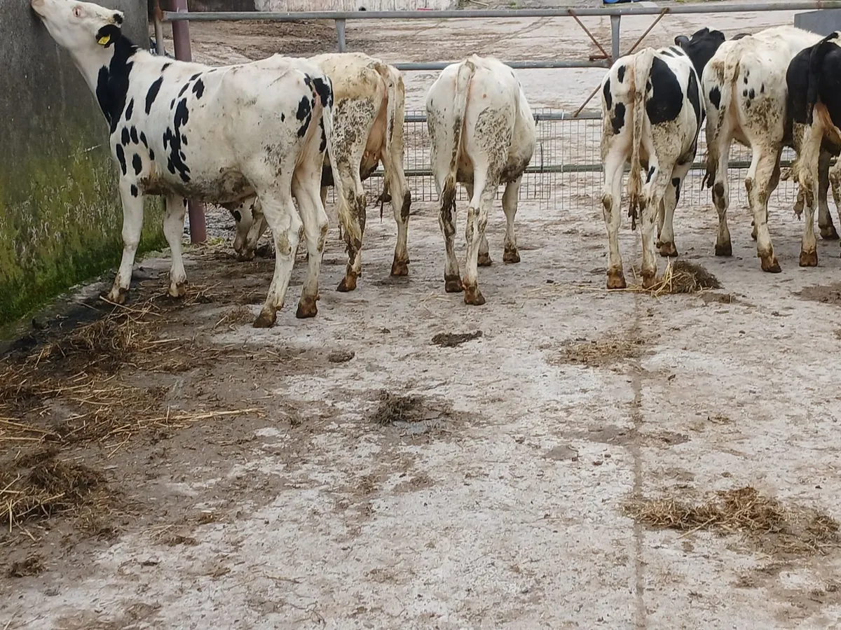 Maiden Heifers - Image 4