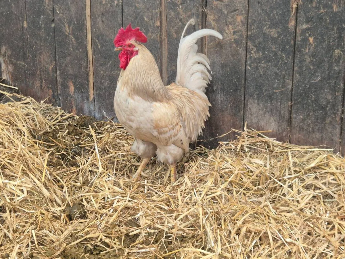 2 cockrels free to good home - Image 2