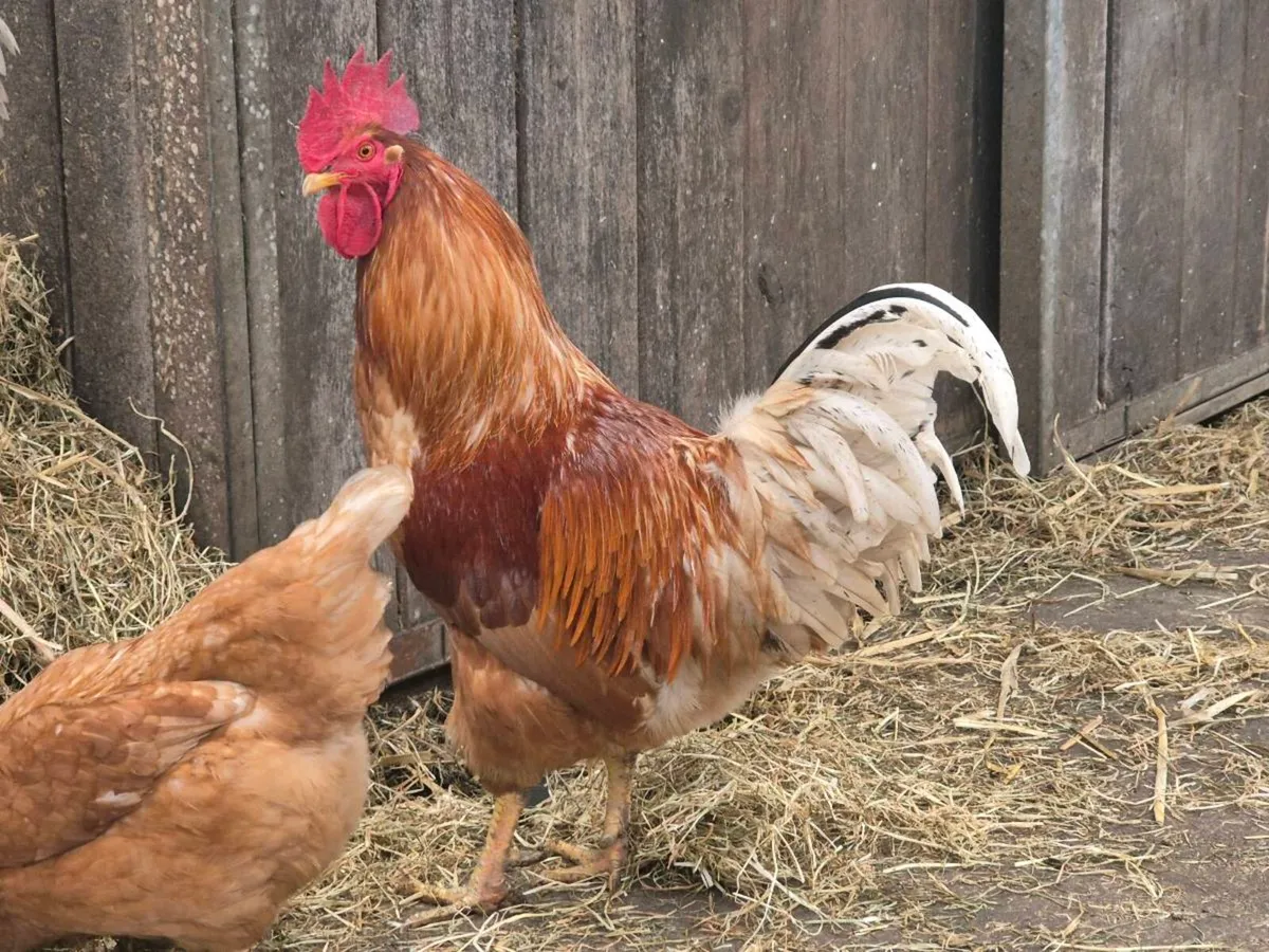 2 cockrels free to good home - Image 1