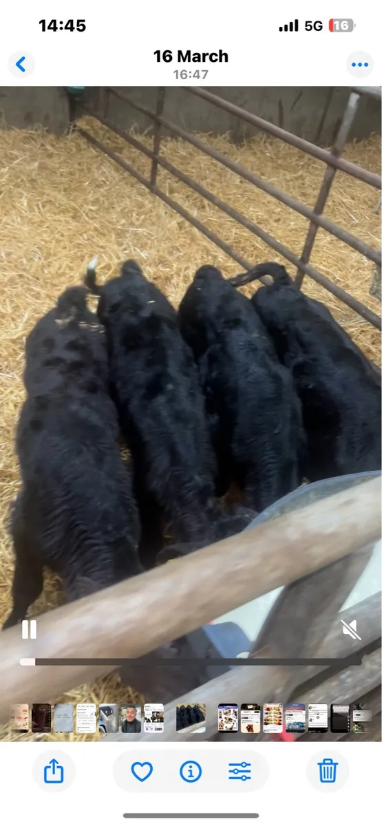 Angus bulls