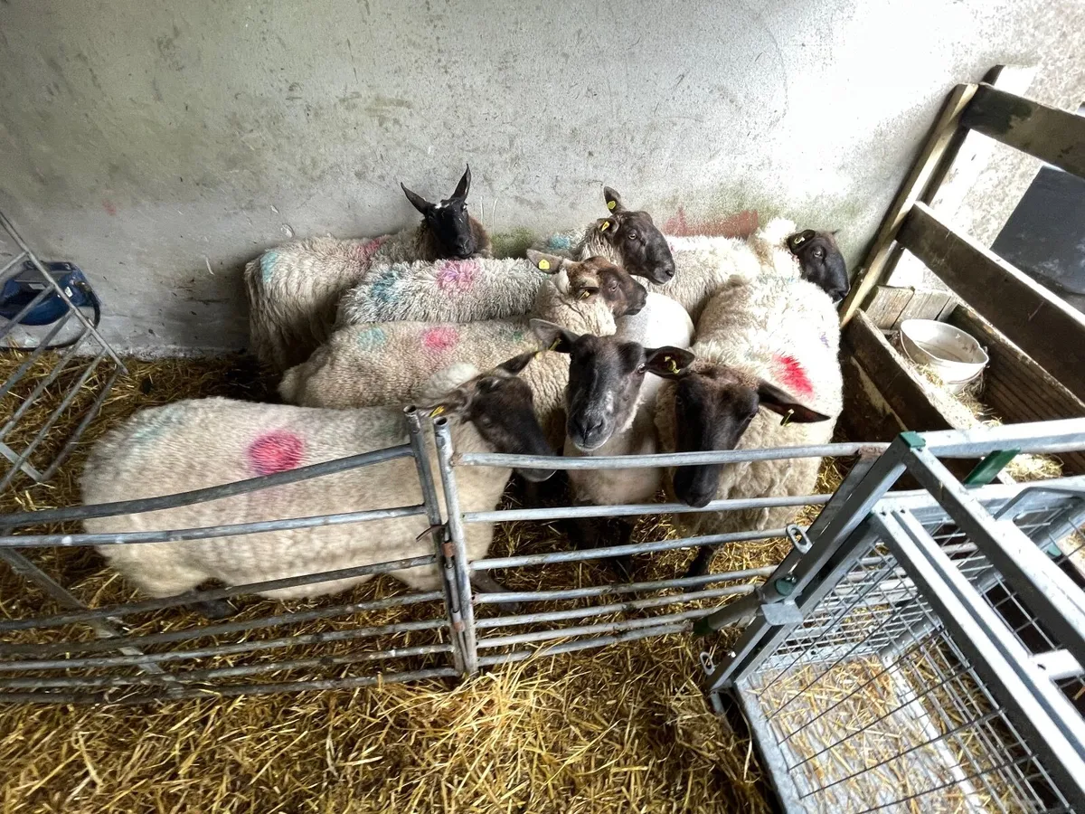 Cull ewes - Image 1