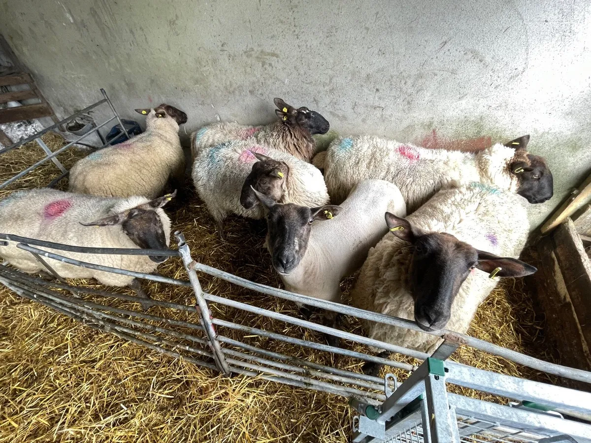 Cull ewes - Image 3