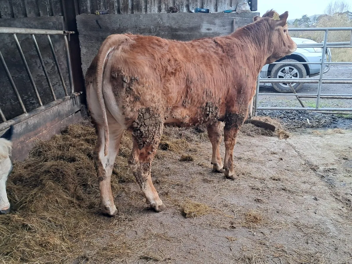 Serious U grade breeding heifer - Image 1