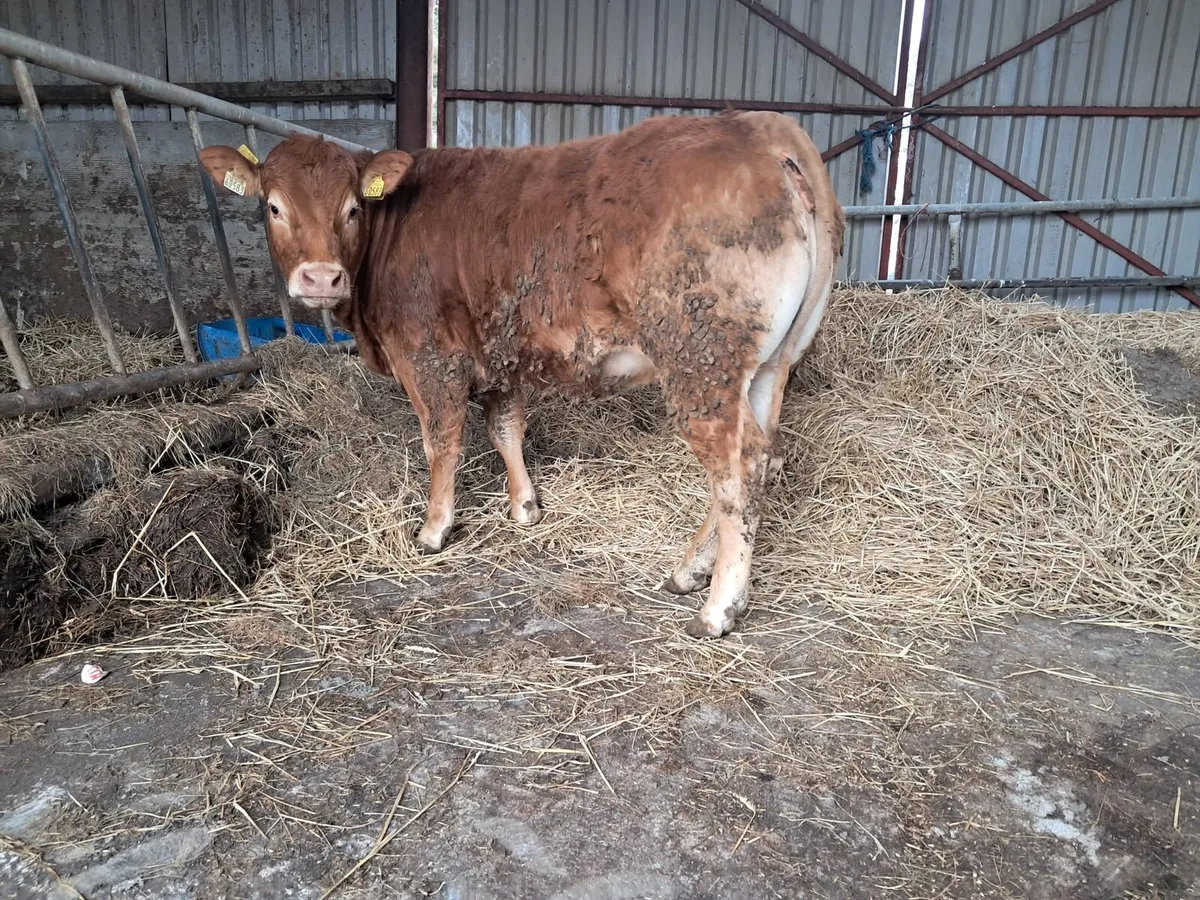 Serious U grade breeding heifer - Image 2