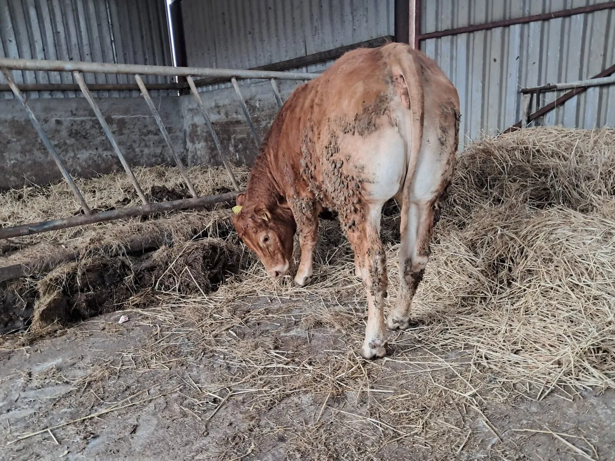 Serious U grade breeding heifer - Image 3