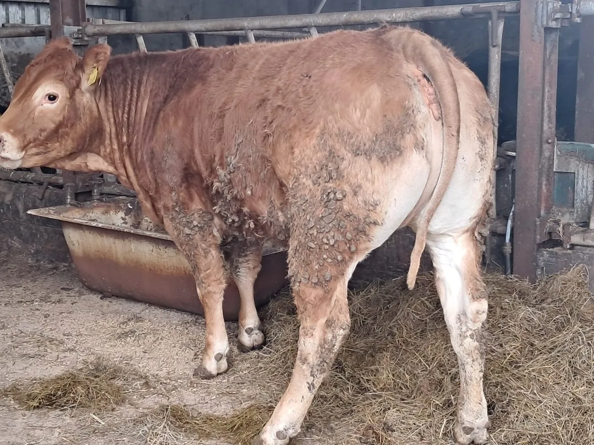 Serious U grade breeding heifer - Image 4