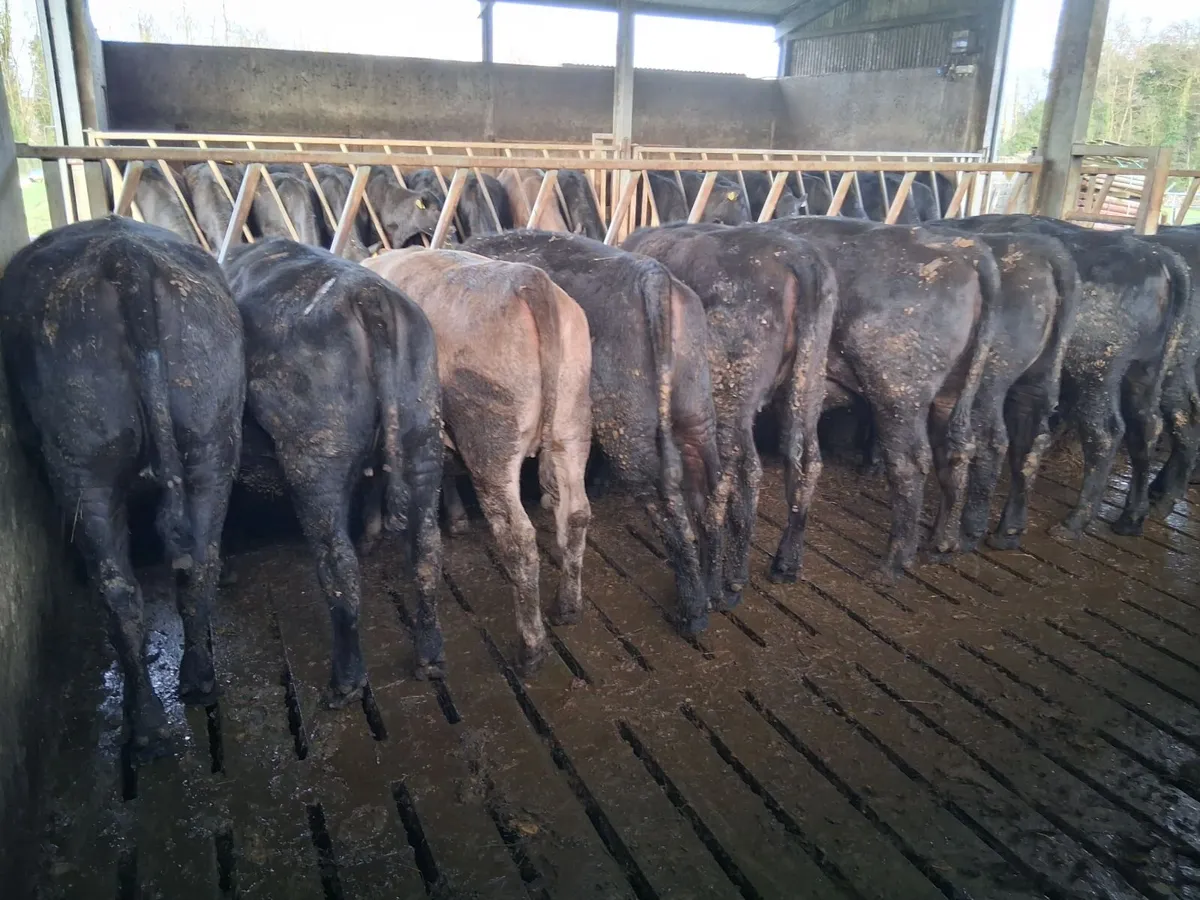 54 x Quality Angus Heifers - Image 3