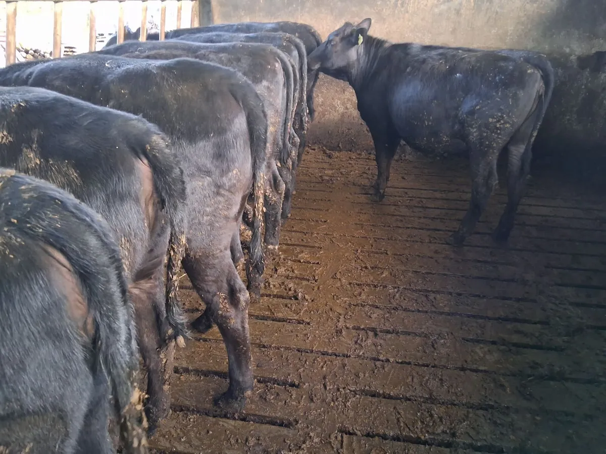 54 x Quality Angus Heifers - Image 4