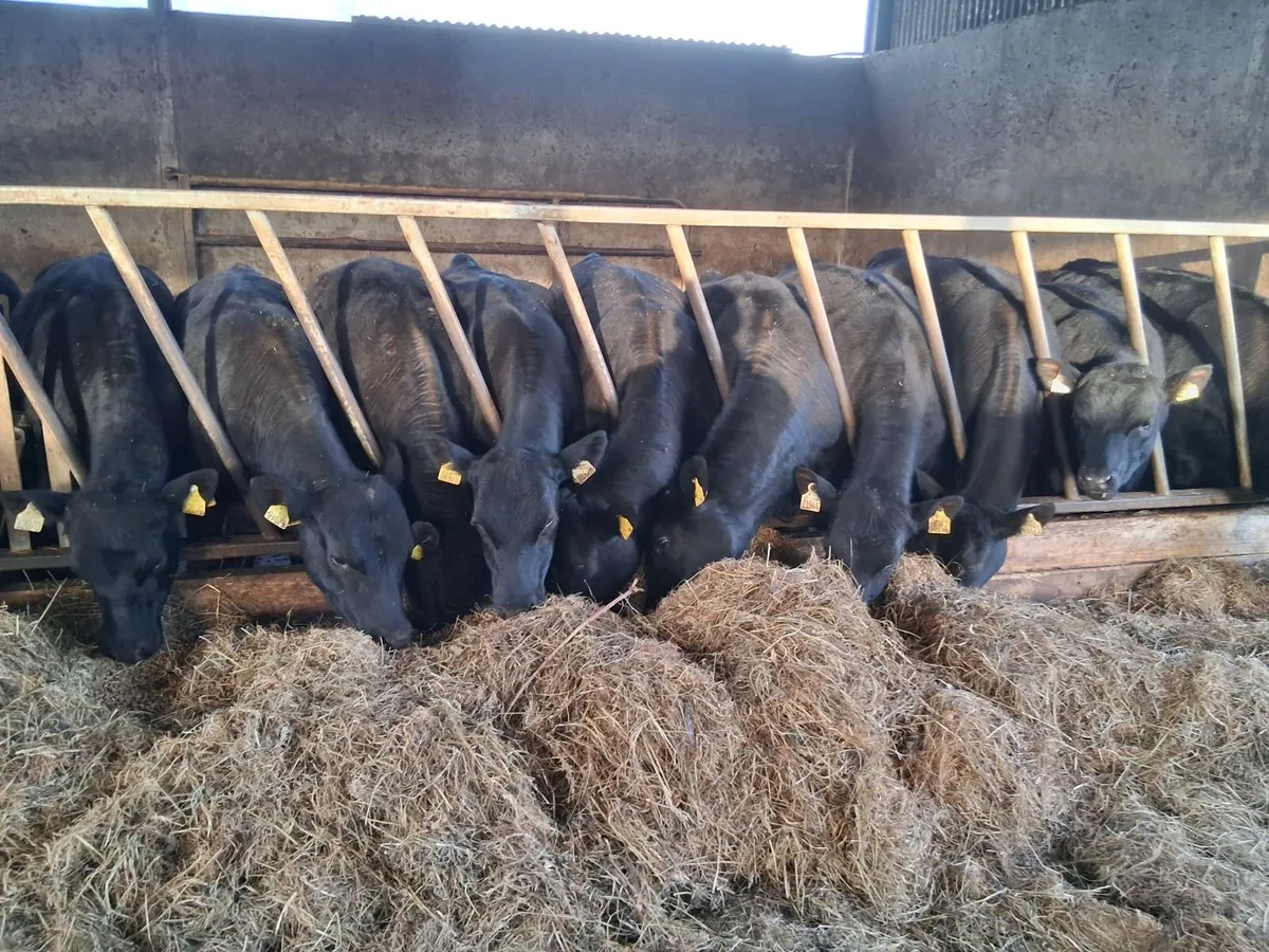 54 x Quality Angus Heifers - Image 1