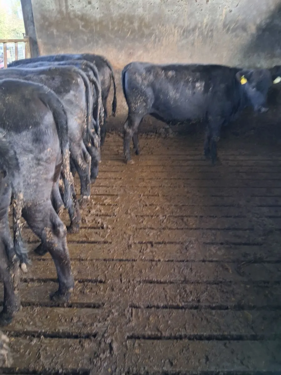 54 x Quality Angus Heifers - Image 2