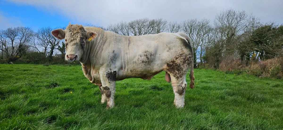 Pedigree Registered Charolais Bull - Image 1