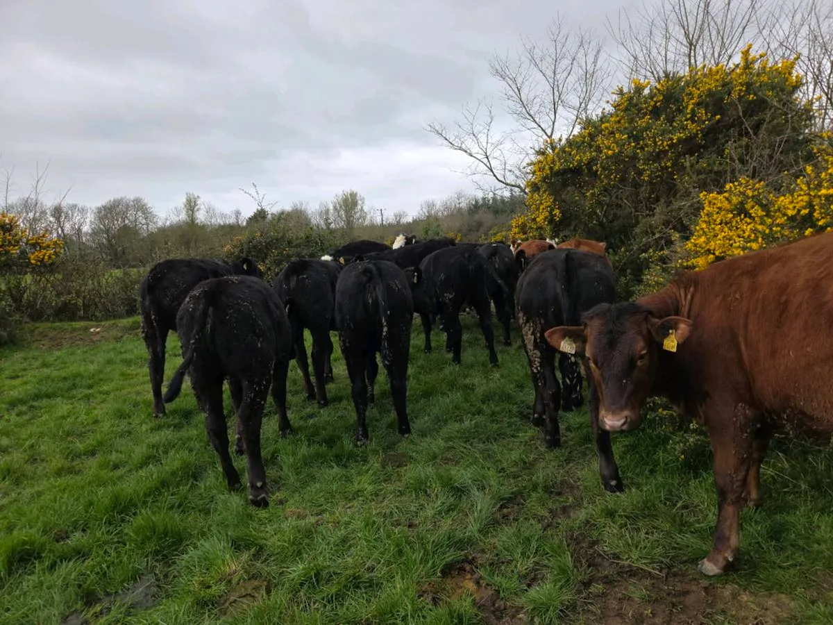 Store Heifers - Image 1