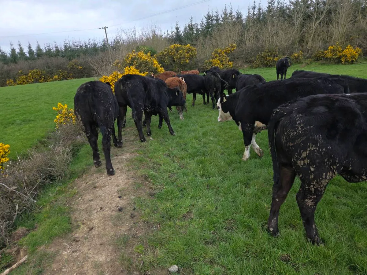Store Heifers - Image 2