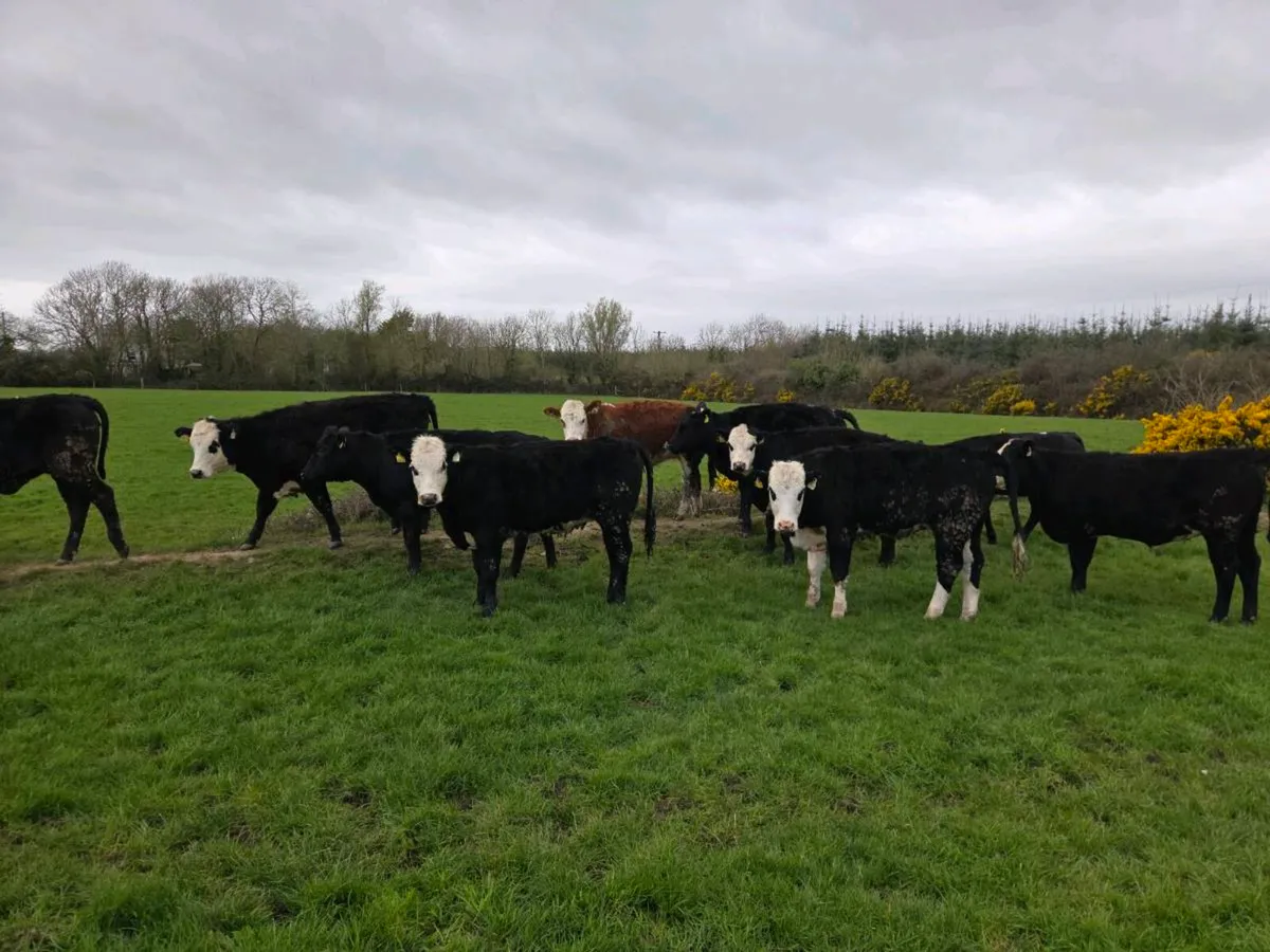 Store Heifers - Image 3