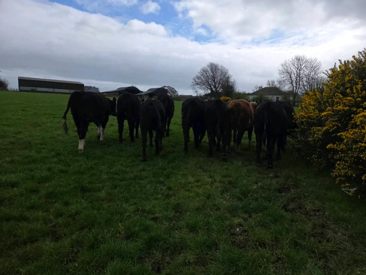 Store Heifers - Image 4