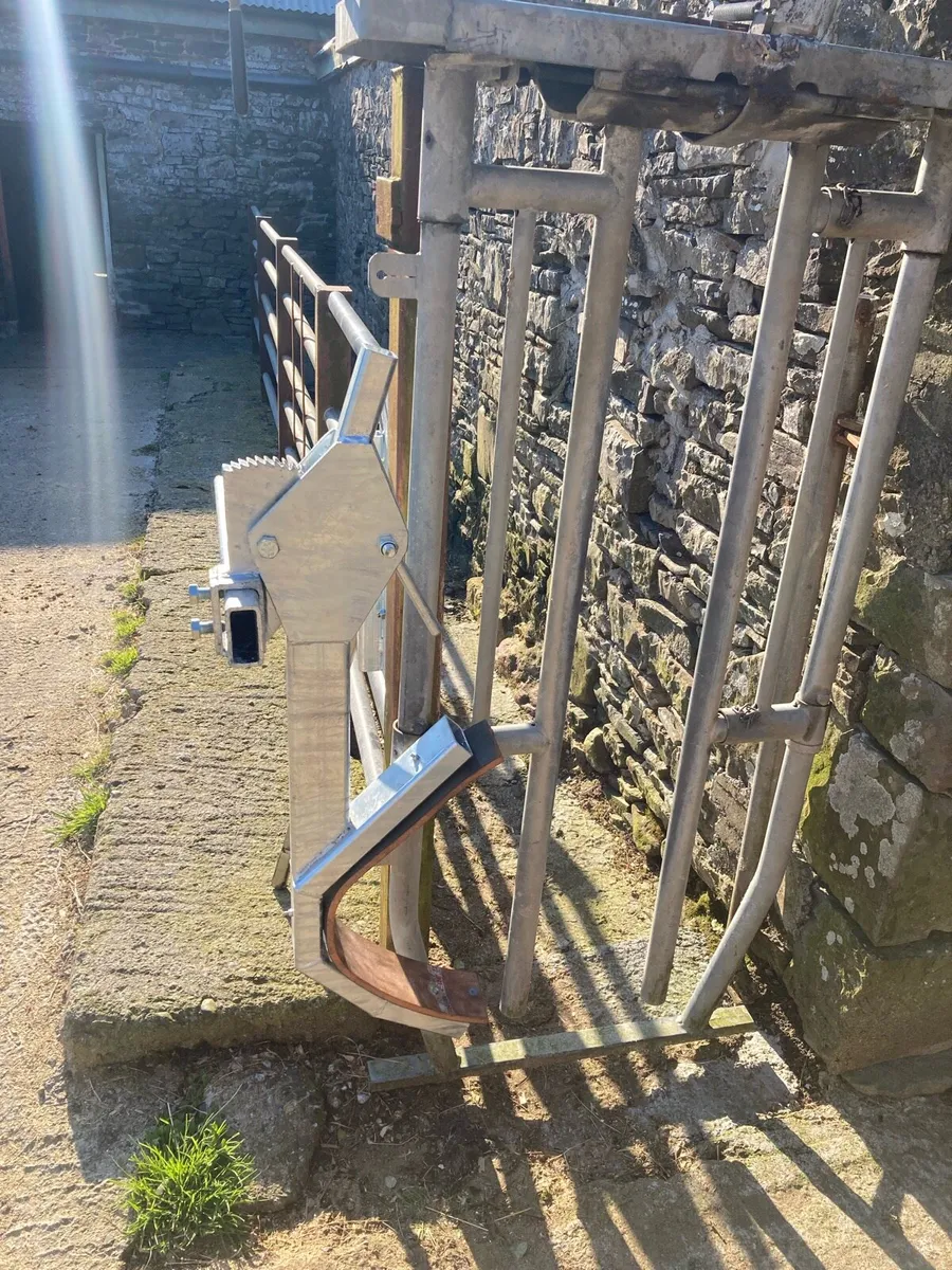 Cattle Head Scoop - Image 1