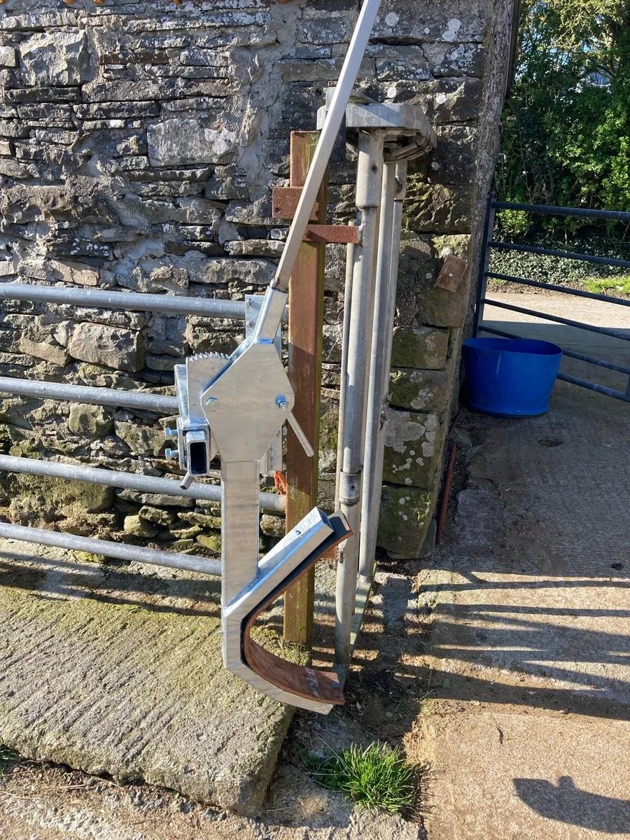 Cattle Head Scoop - Image 2