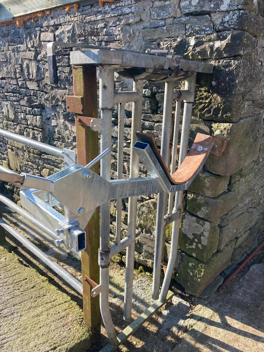 Cattle Head Scoop - Image 1