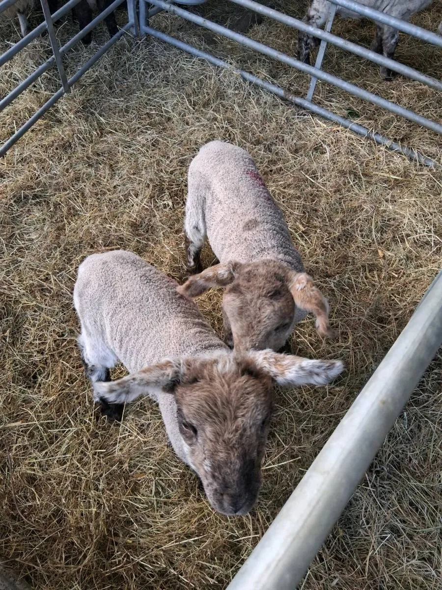 Pet lambs - Image 1