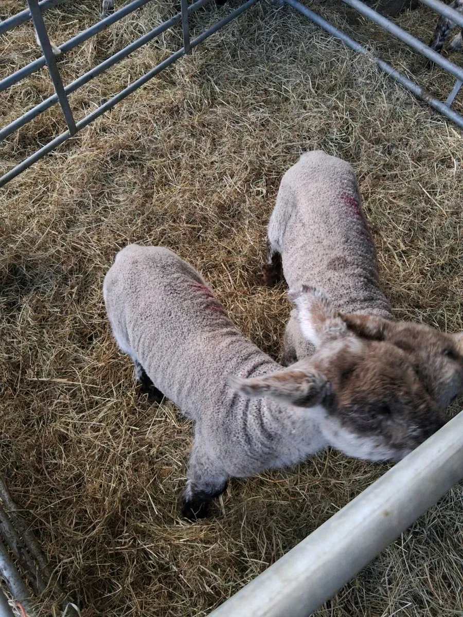 Pet lambs - Image 2