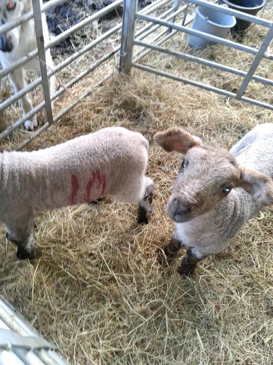 Pet lambs - Image 3