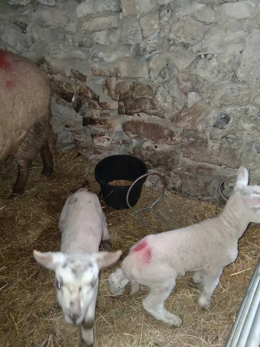 Pet lambs - Image 4