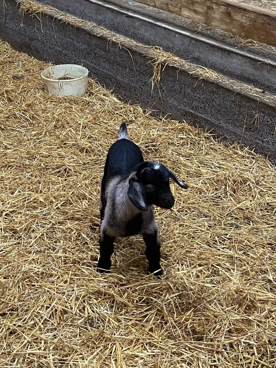 Kid Goats - Image 3