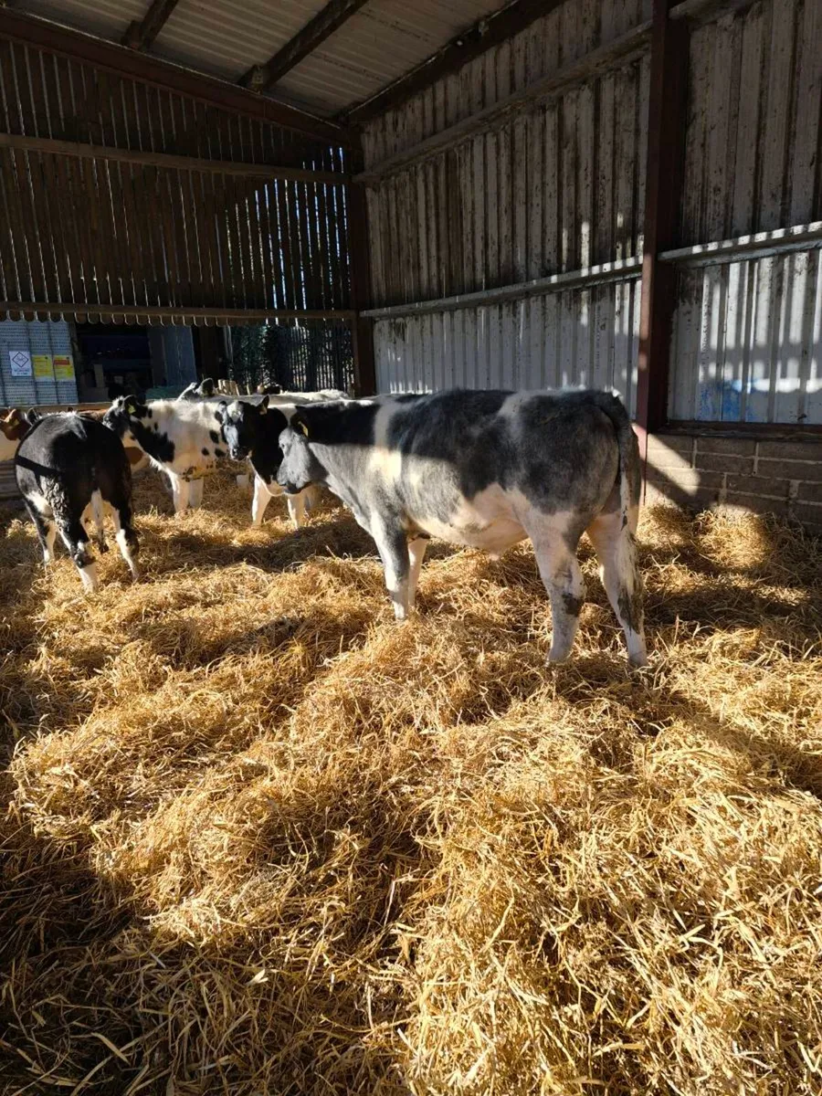 Belgian blue weanling bullocks - Image 2