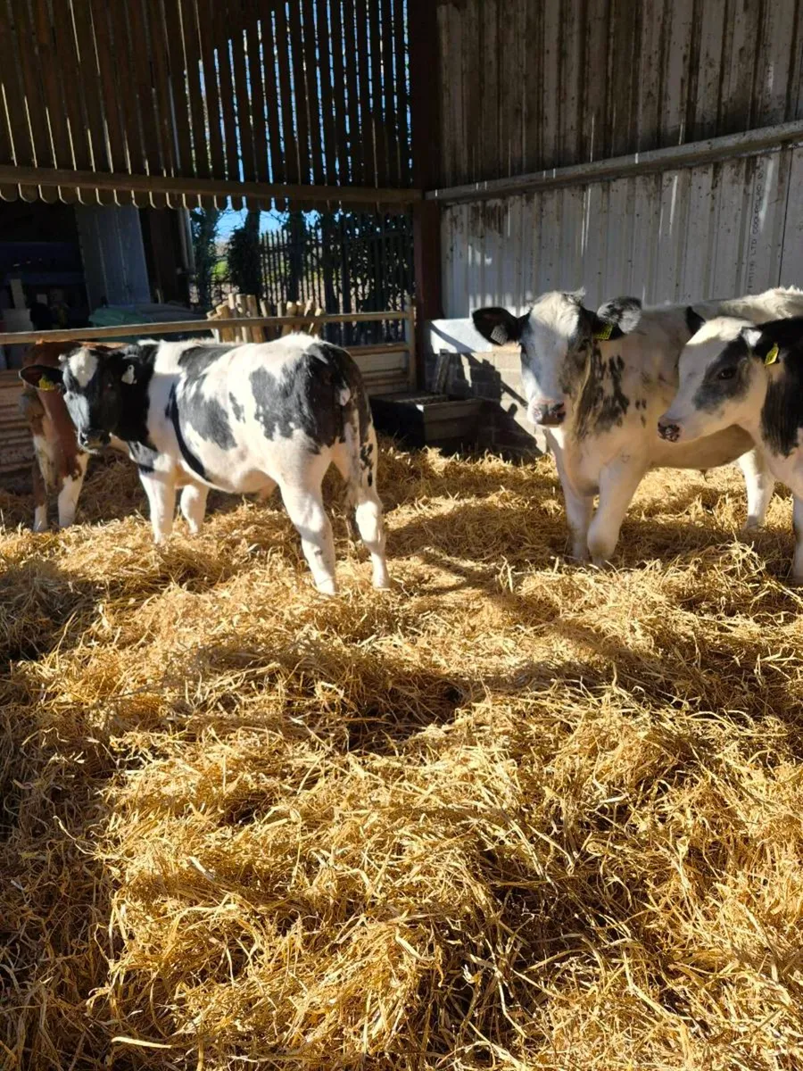 Belgian blue weanling bullocks - Image 3