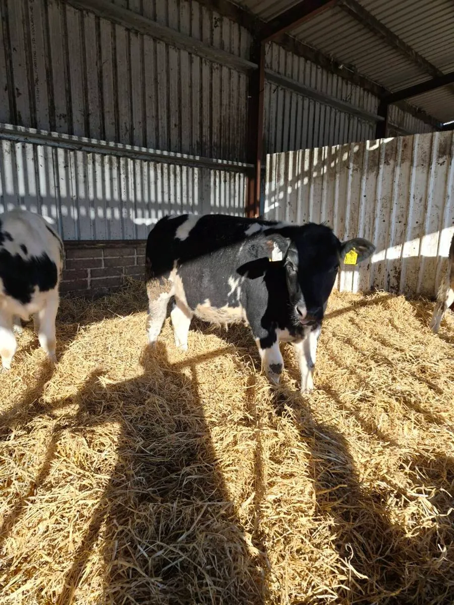 Belgian blue weanling bullocks - Image 4