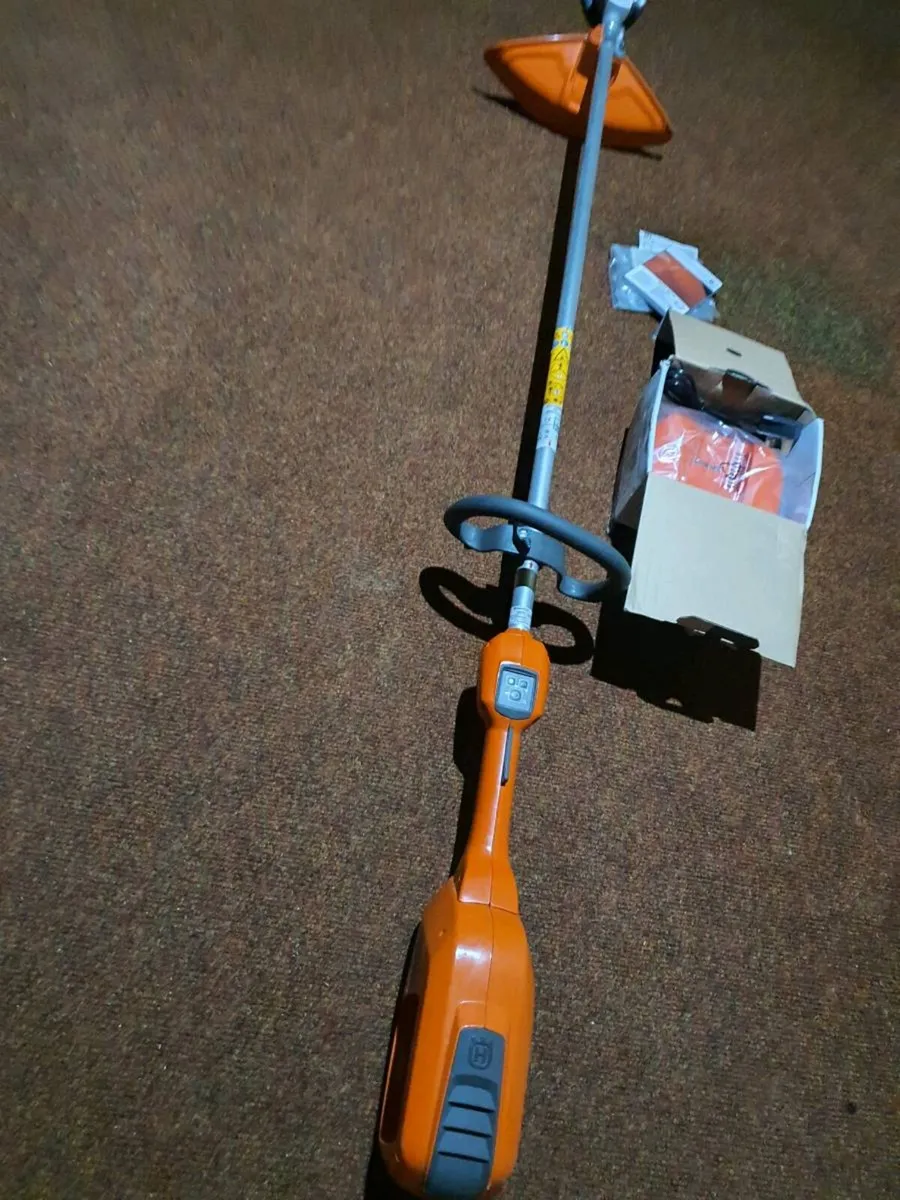 Griselinia tub hedging - Image 3