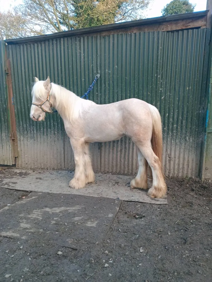 Palomino filly - Image 1