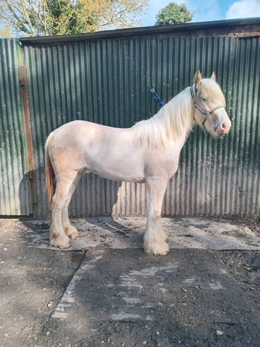 Palomino filly - Image 2