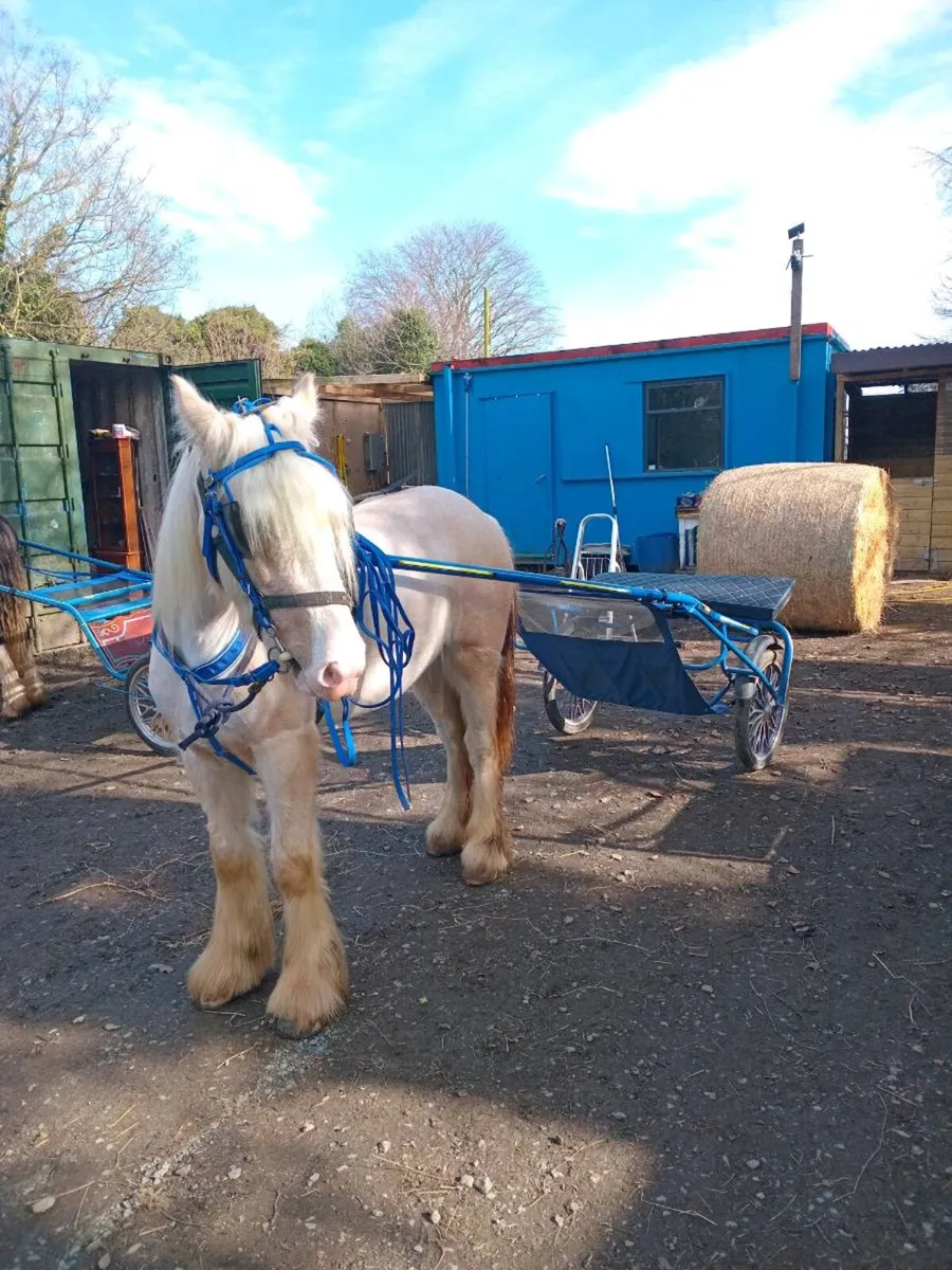 Palomino filly - Image 3