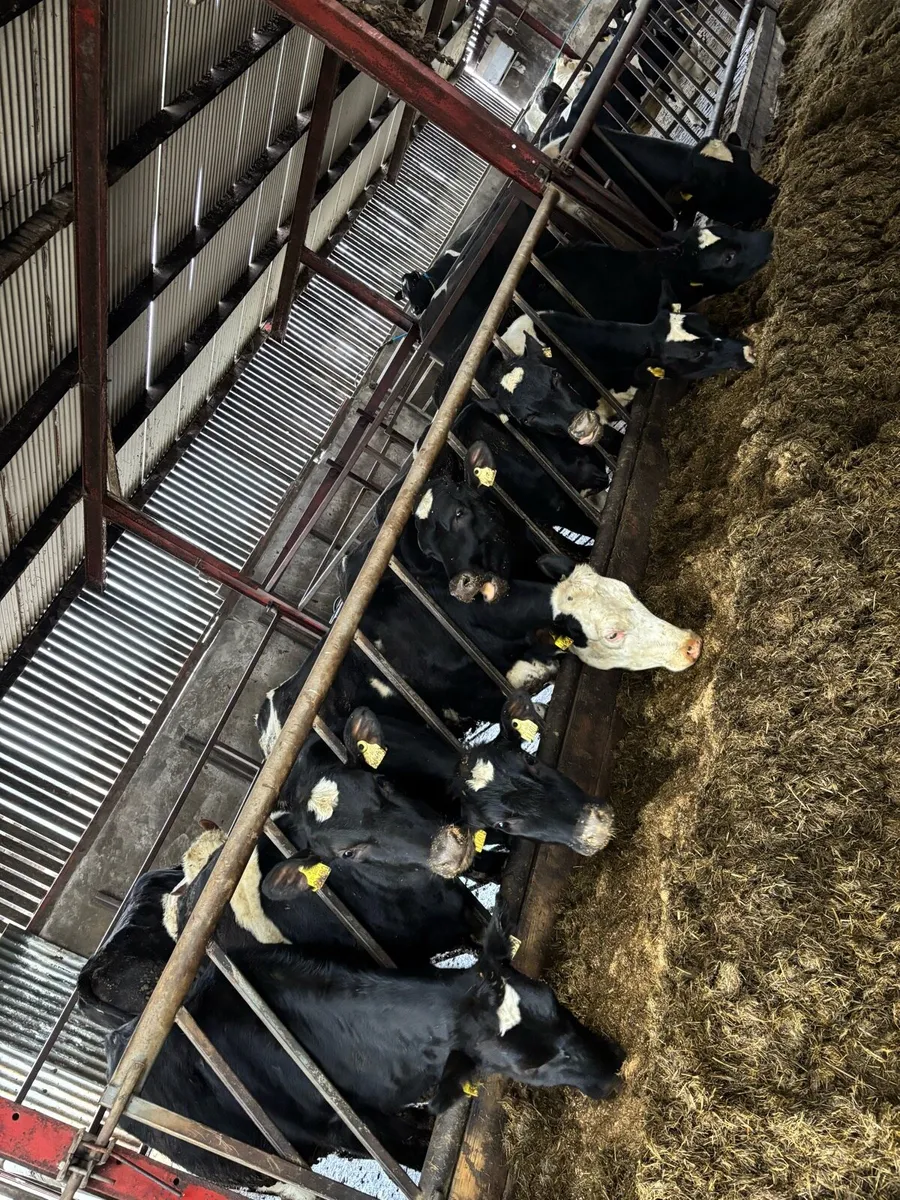 Friesian heifers - Image 1
